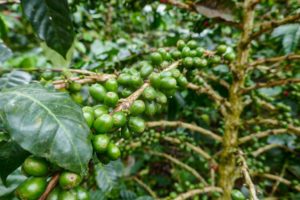 Makroaufnahme einer Kaffeepflanze in Kolumbien
